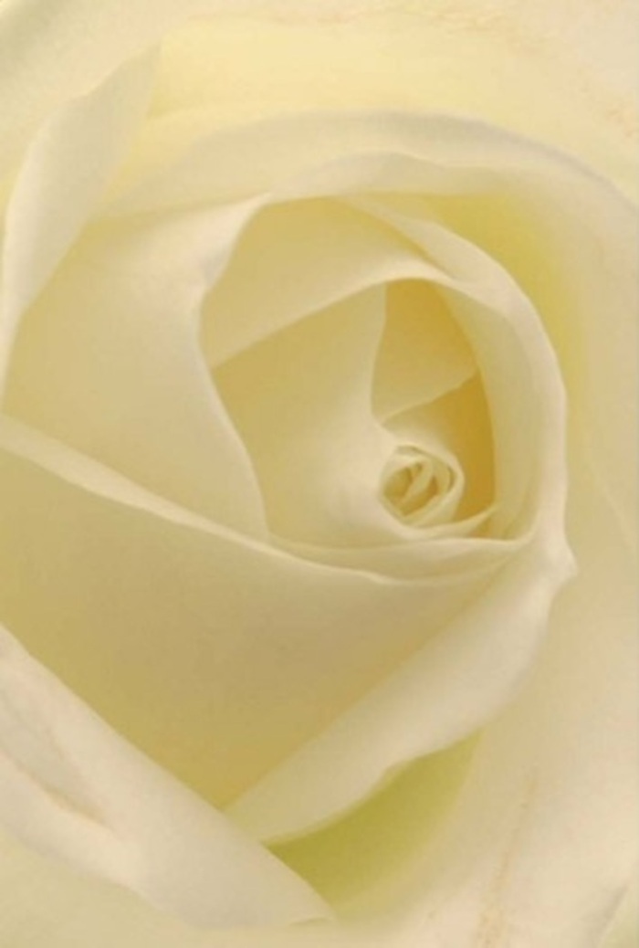 As the sunlight drifts into Queensbury's homes and gardens, this pristine white rose commands a gentle attention. Gazed upon from close quarters, the bloom reveals a sophisticated interplay of creamy whites and soft, glowing highlights, with each petal gently layered into a near-perfect spiral. The texture is a marriage of matte and silk-a surface both inviting and serene beneath your imagined touch. Subtle shadows nestle within the curl of every fold, imparting a depth that feels like illumination from within, evoking the soulful calm found on a quiet stroll along Mollison Way. For a florist working at the heart of Queensbury, the artistry in assembling such a rose is matched only by its versatility: this flower is chosen for wedding centrepieces, romantic gestures, or moments of heartfelt apology. Its core suggests purity and resilience, while nuanced shades whisper the story of care woven into every arrangement. The soft, almost ethereal beauty of this rose is punctuated by an unspoken fragrance, pale and restful-perfect for moments of remembrance or to simply fill a room with a touch of tranquility. The bloom's natural perfection makes it a coveted favourite for same-day flower delivery throughout Queensbury, reflecting grace in every petal and conveying emotions too genuine for words.